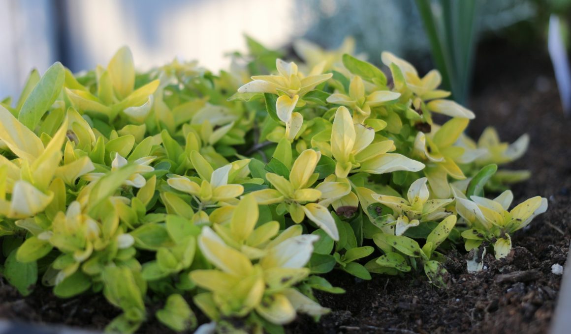 green plant on black soil