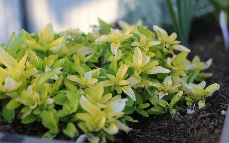 green plant on black soil