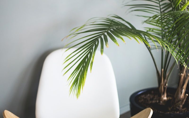 brown wooden chair beside plant