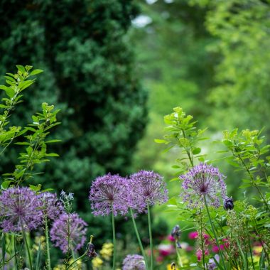 purple petaled flowers