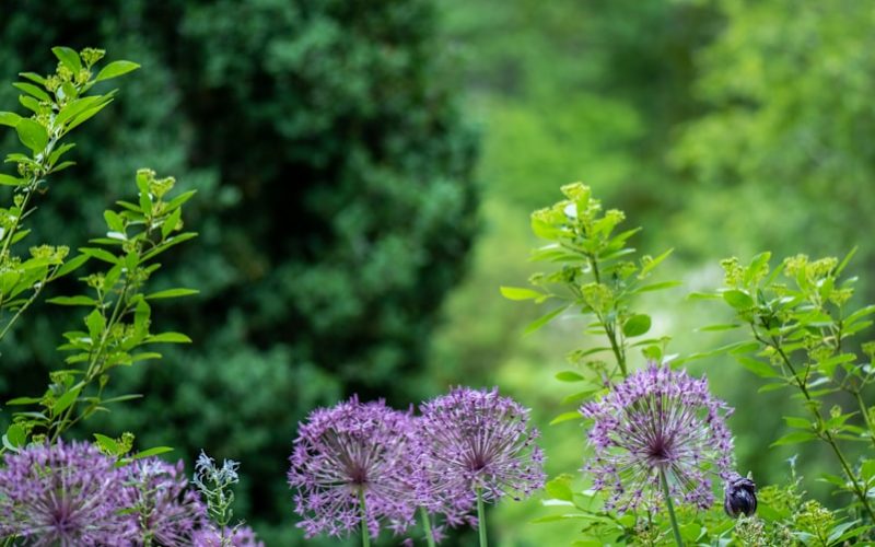 purple petaled flowers