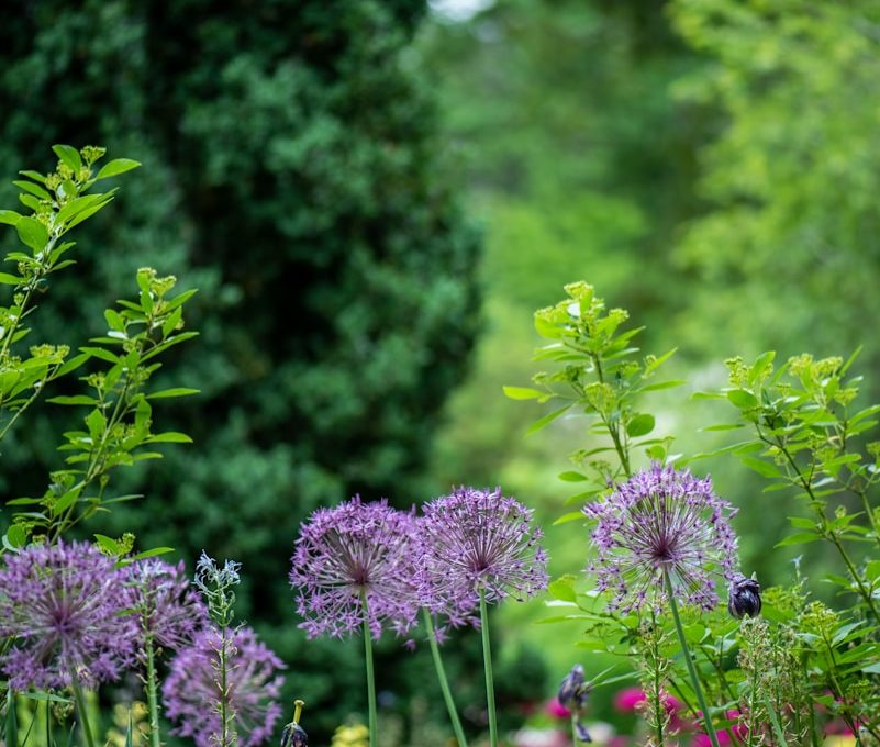 purple petaled flowers