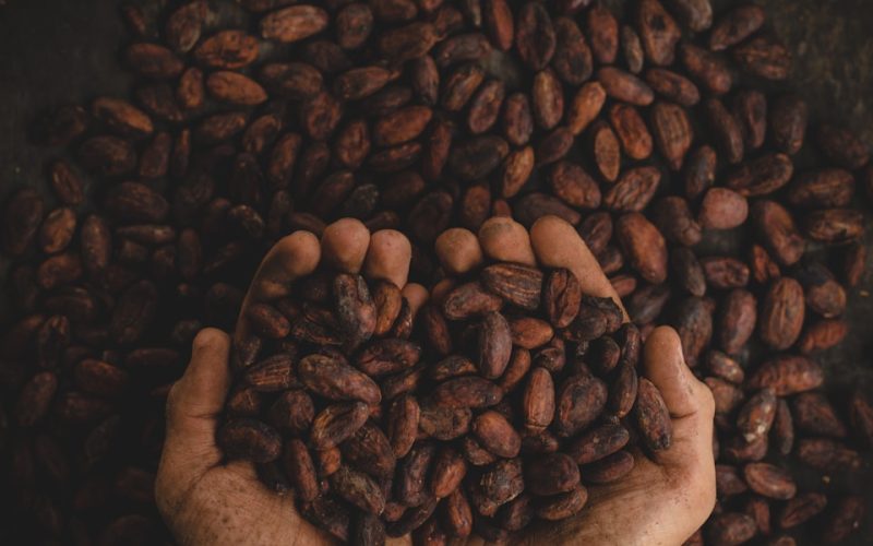 person holding dried beans