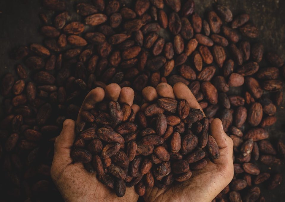 person holding dried beans