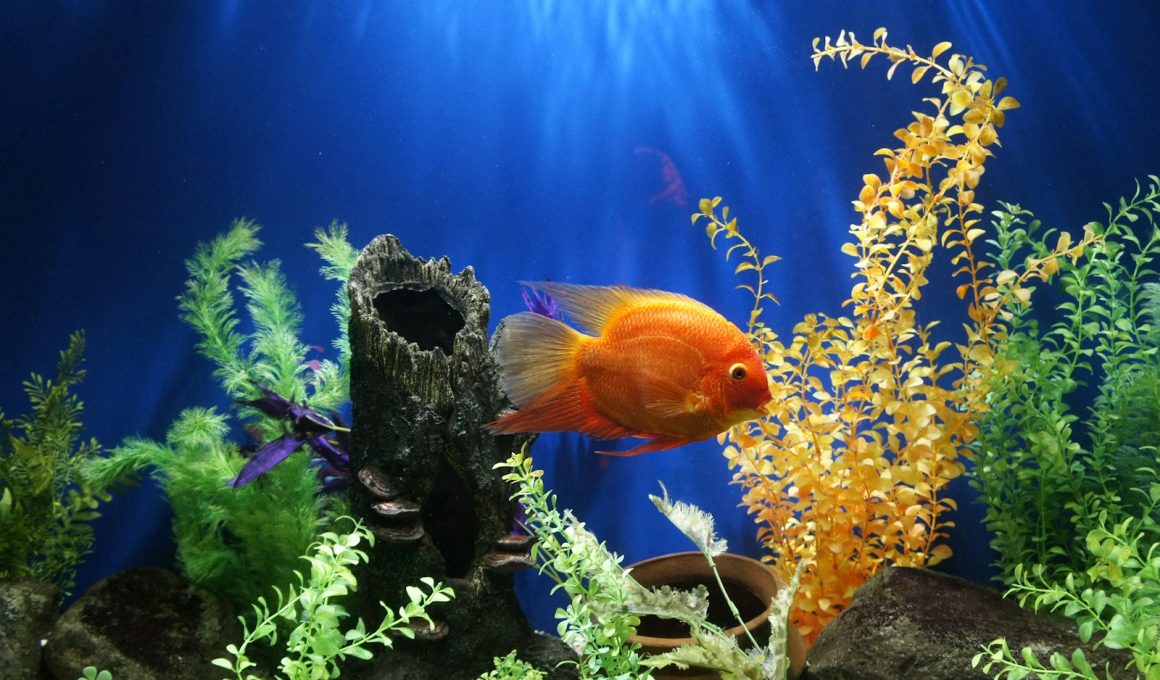 yellow fish swimming underwater