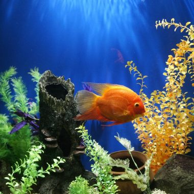 yellow fish swimming underwater