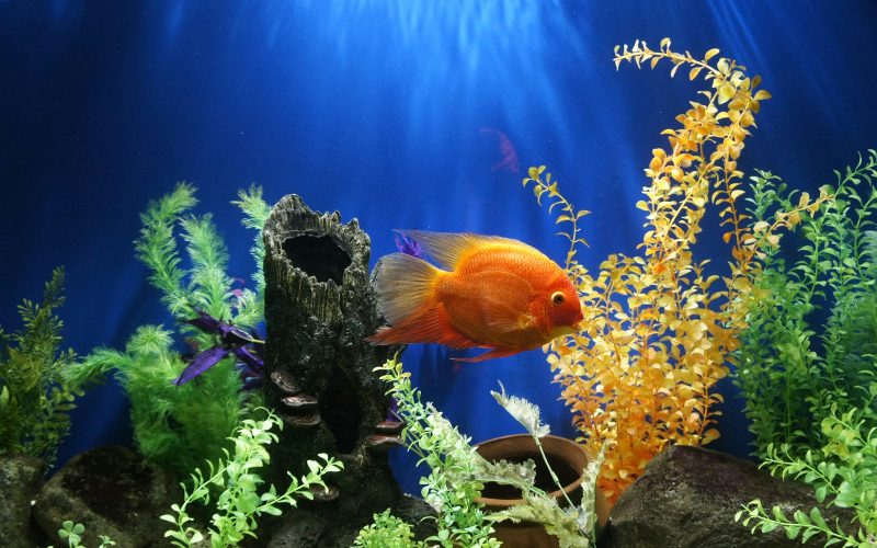 yellow fish swimming underwater