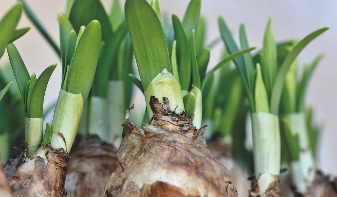Verschillende bloemenbollen klaargelegd op de grond voordat ze worden geplant in de tuin