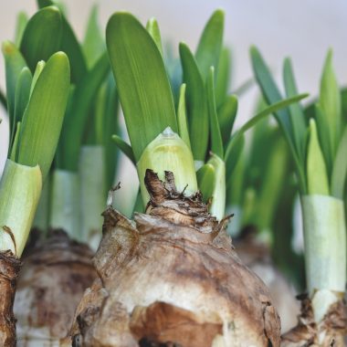 Verschillende bloemenbollen klaargelegd op de grond voordat ze worden geplant in de tuin