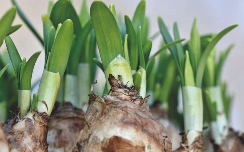 Verschillende bloemenbollen klaargelegd op de grond voordat ze worden geplant in de tuin
