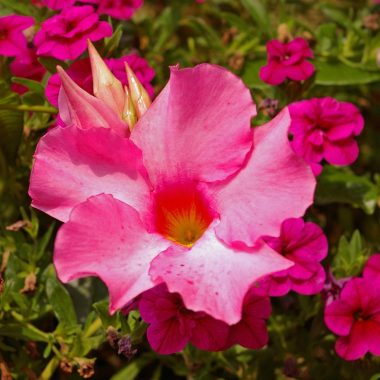 Roze bloeiende Sundaville klimplant op een zomers terras langs een trellis