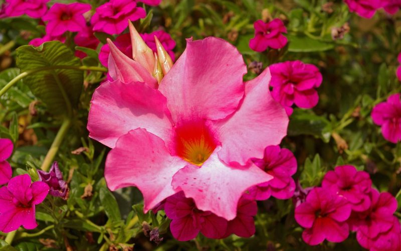 Roze bloeiende Sundaville klimplant op een zomers terras langs een trellis