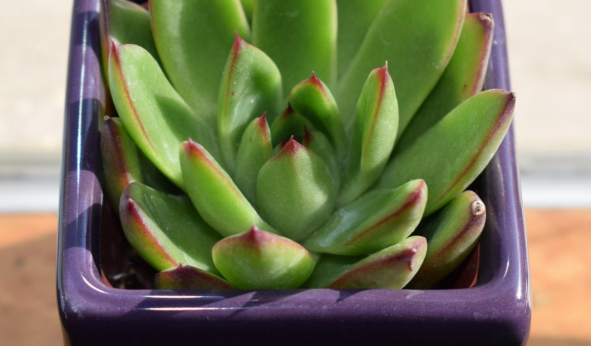 Tradescantia kamerplant met paarse en groene bladeren in een pot op een vensterbank