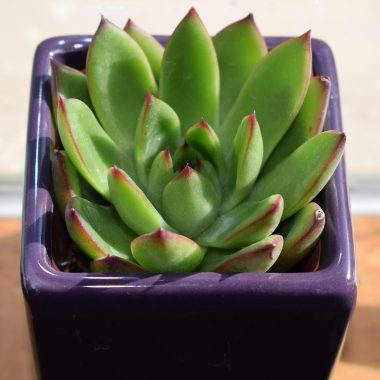 Tradescantia kamerplant met paarse en groene bladeren in een pot op een vensterbank