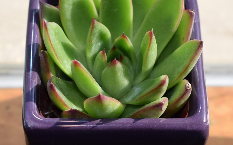 Tradescantia kamerplant met paarse en groene bladeren in een pot op een vensterbank
