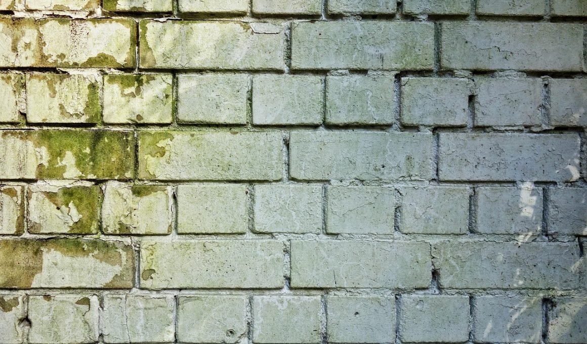 Vochtige schuurmuur met schimmelvorming en witte uitslag